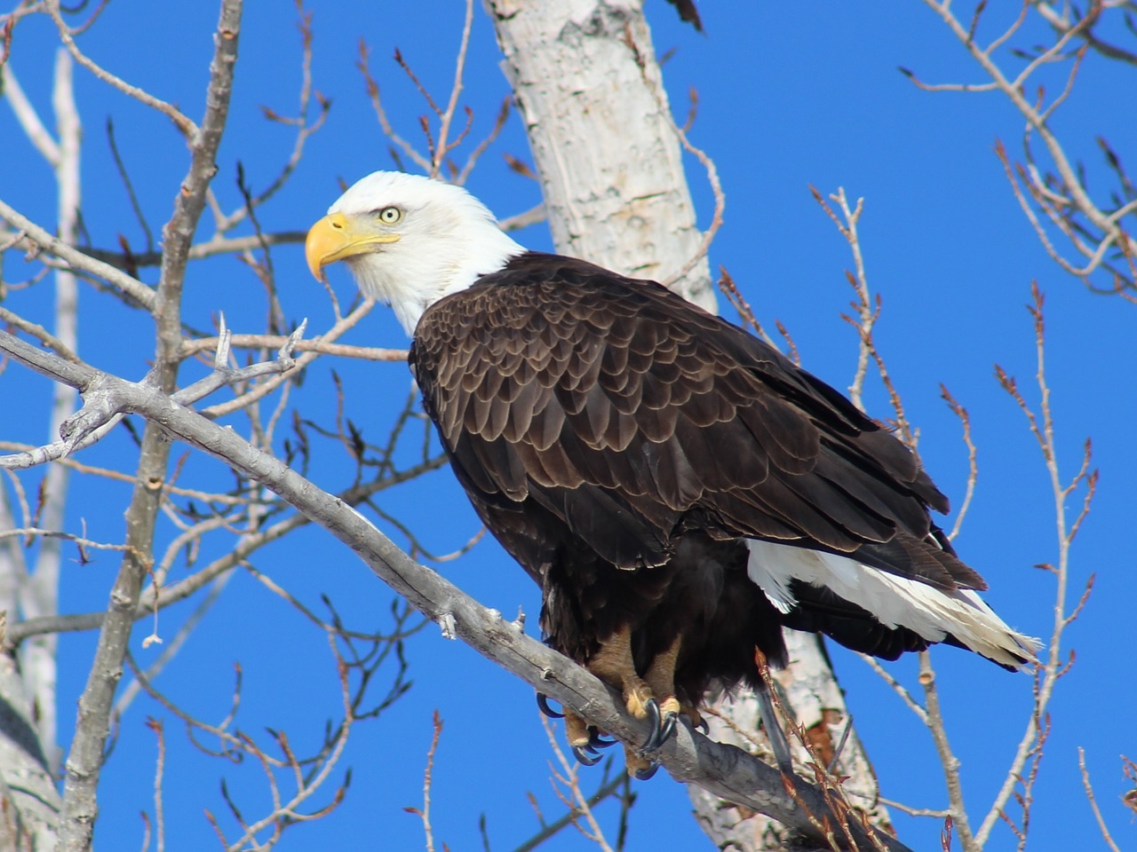 bald eagle eagle bald free photo