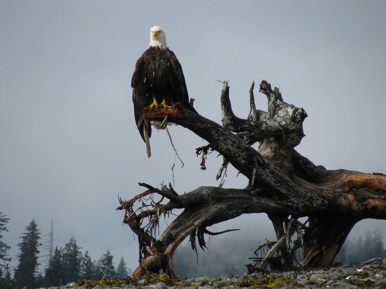 bald eagle alaska bird free photo