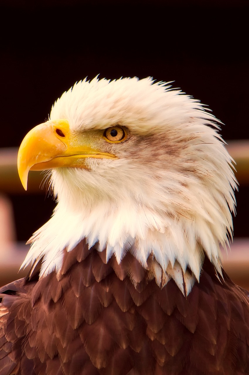 bald eagle bird wildlife free photo