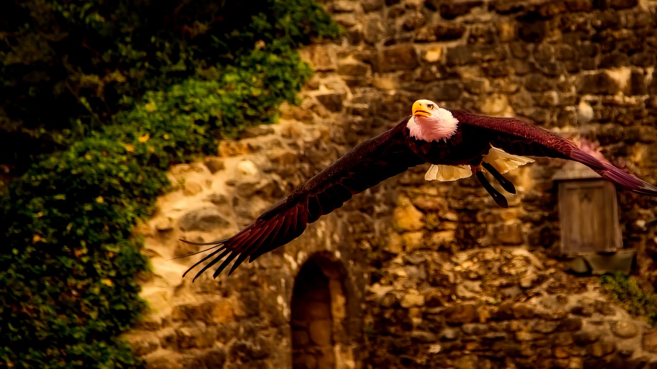 bald eagle bird wildlife free photo