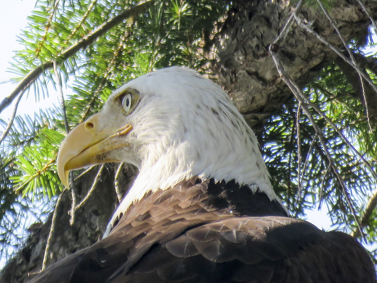 bald eagle raptor bird free photo