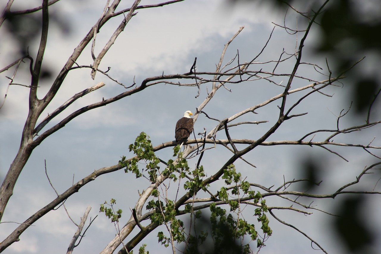 bald eagle bird eagle free photo