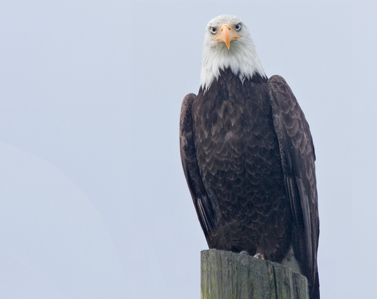 bald eagle birds wildlife free photo