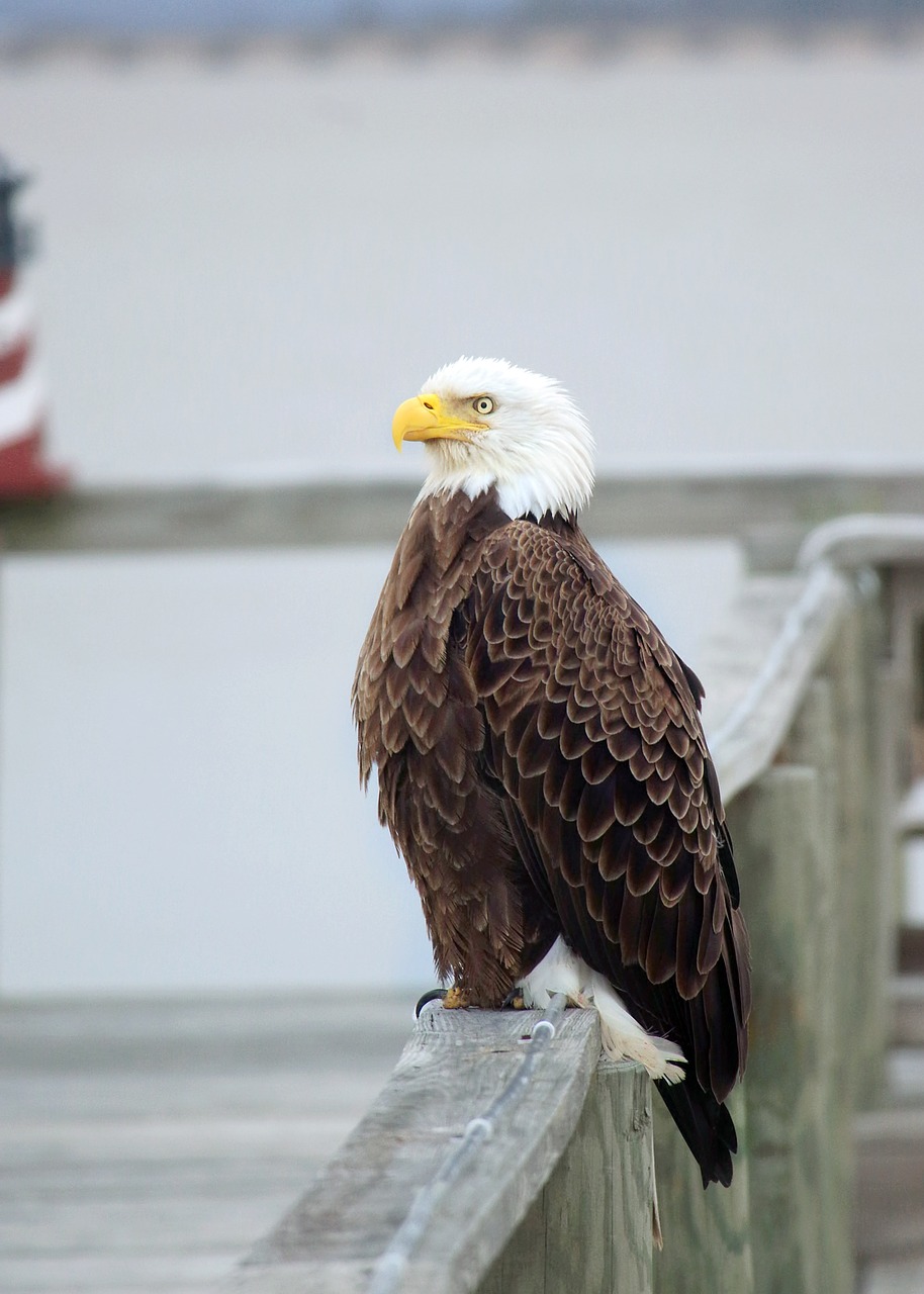 bald eagle eagle red free photo