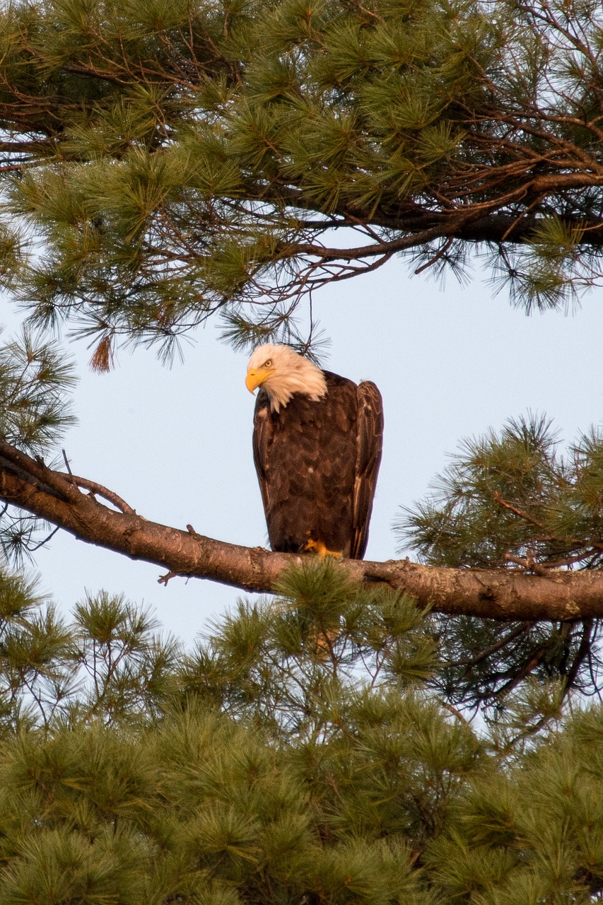 bald eagle america nature free photo