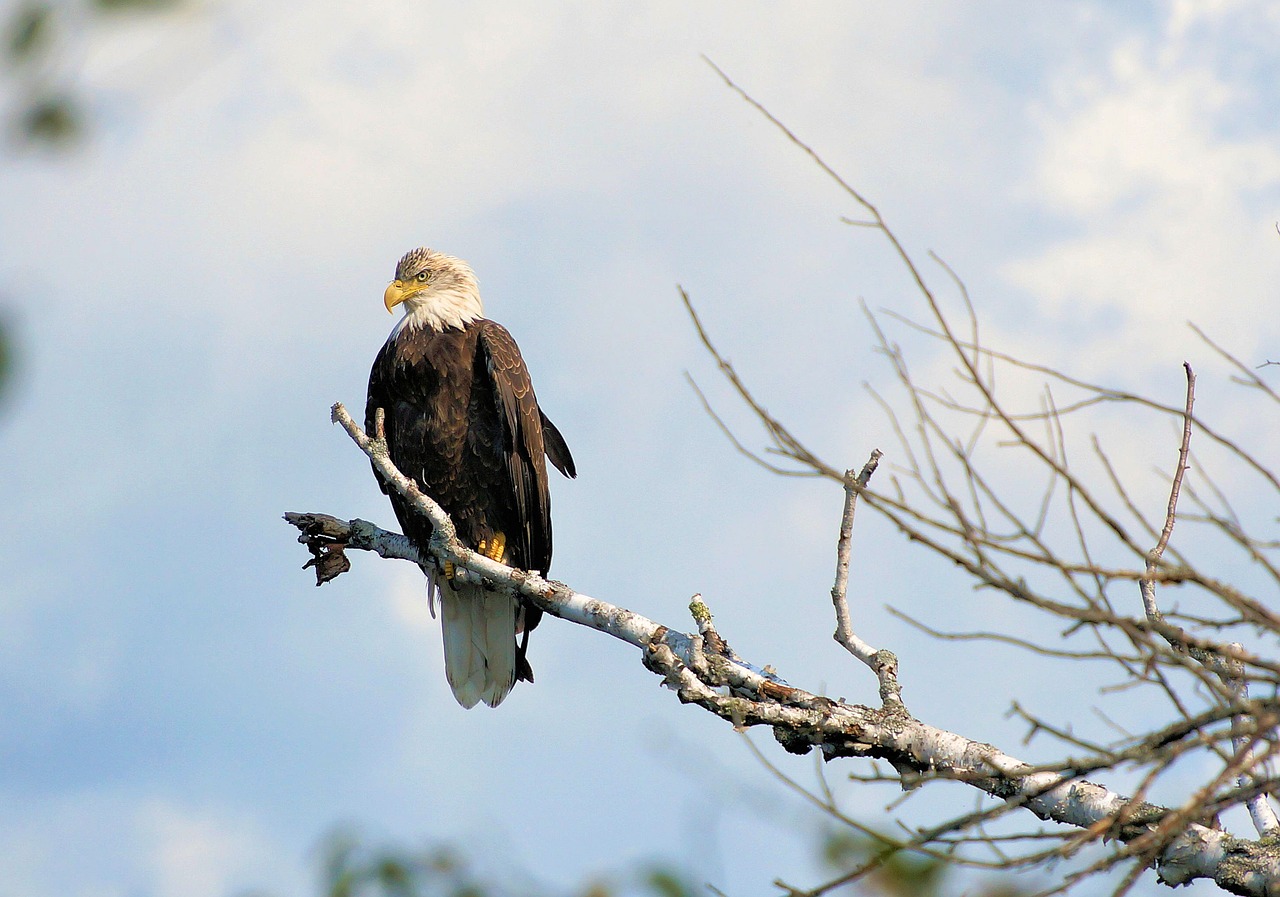 bald eagle eagle american symbol free photo