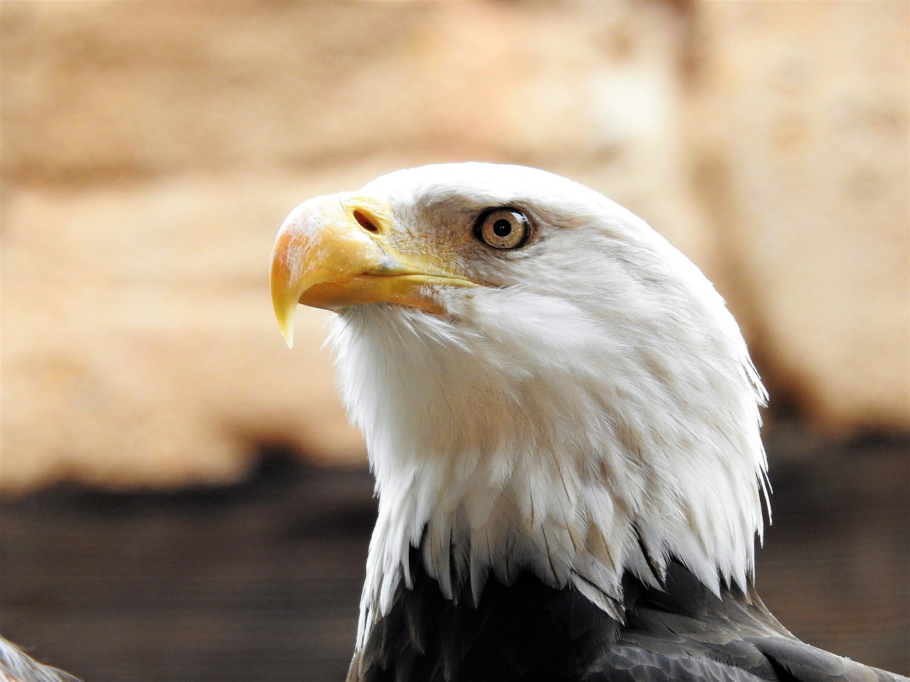 bald eagle eagle bald free photo