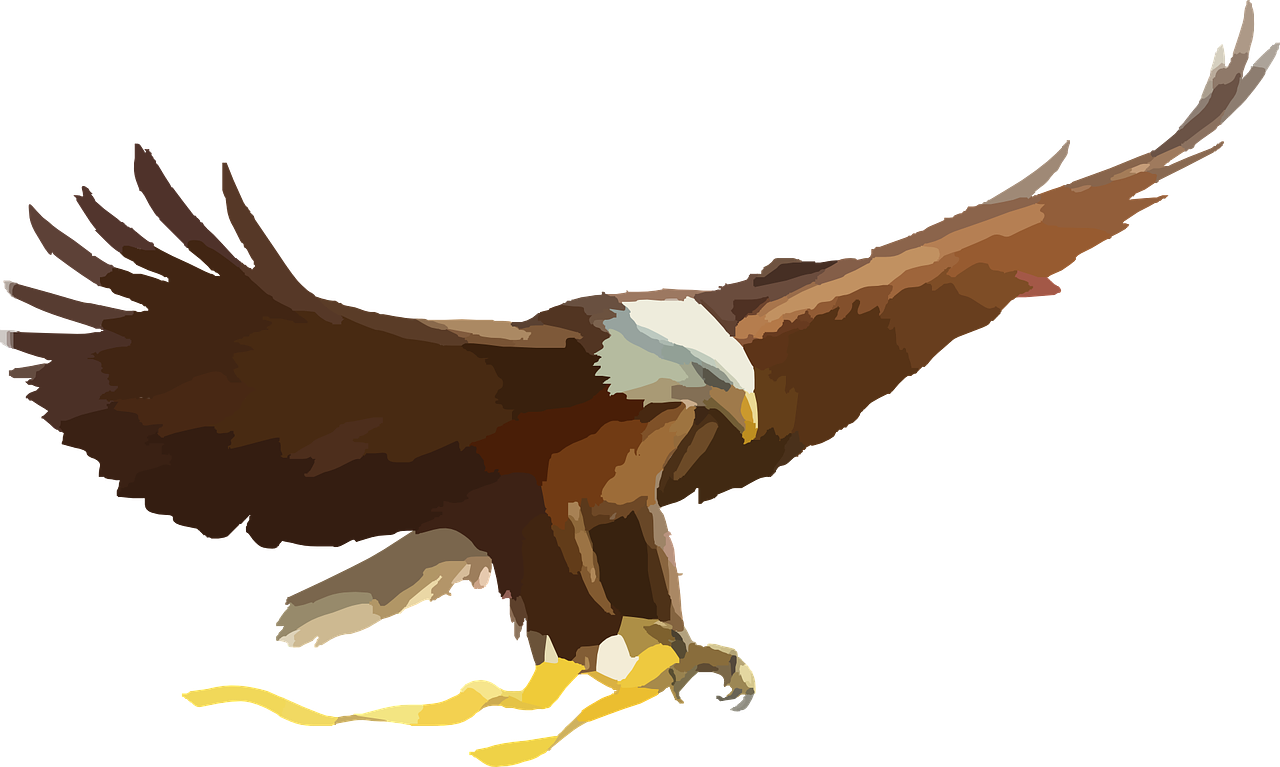 bald eagle eagle bird of prey free photo