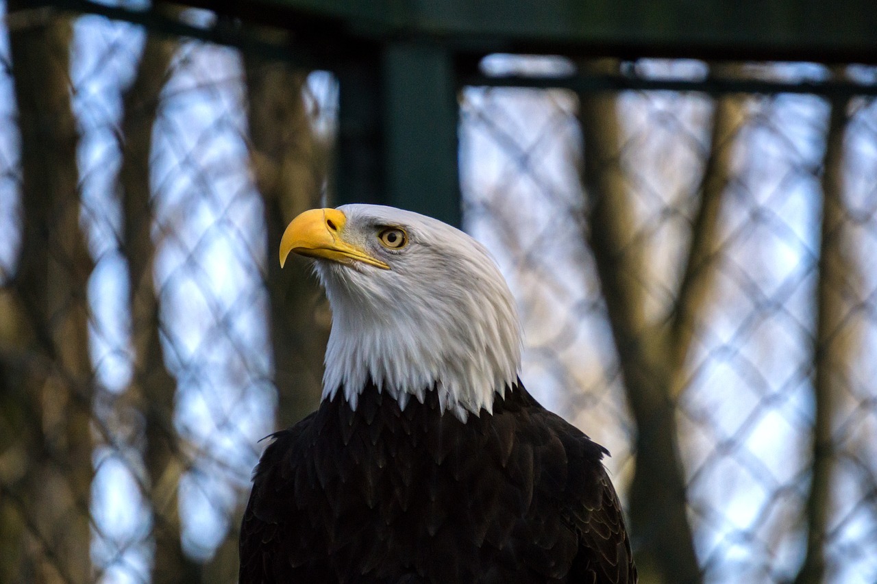 bald eagle adler bird of prey free photo