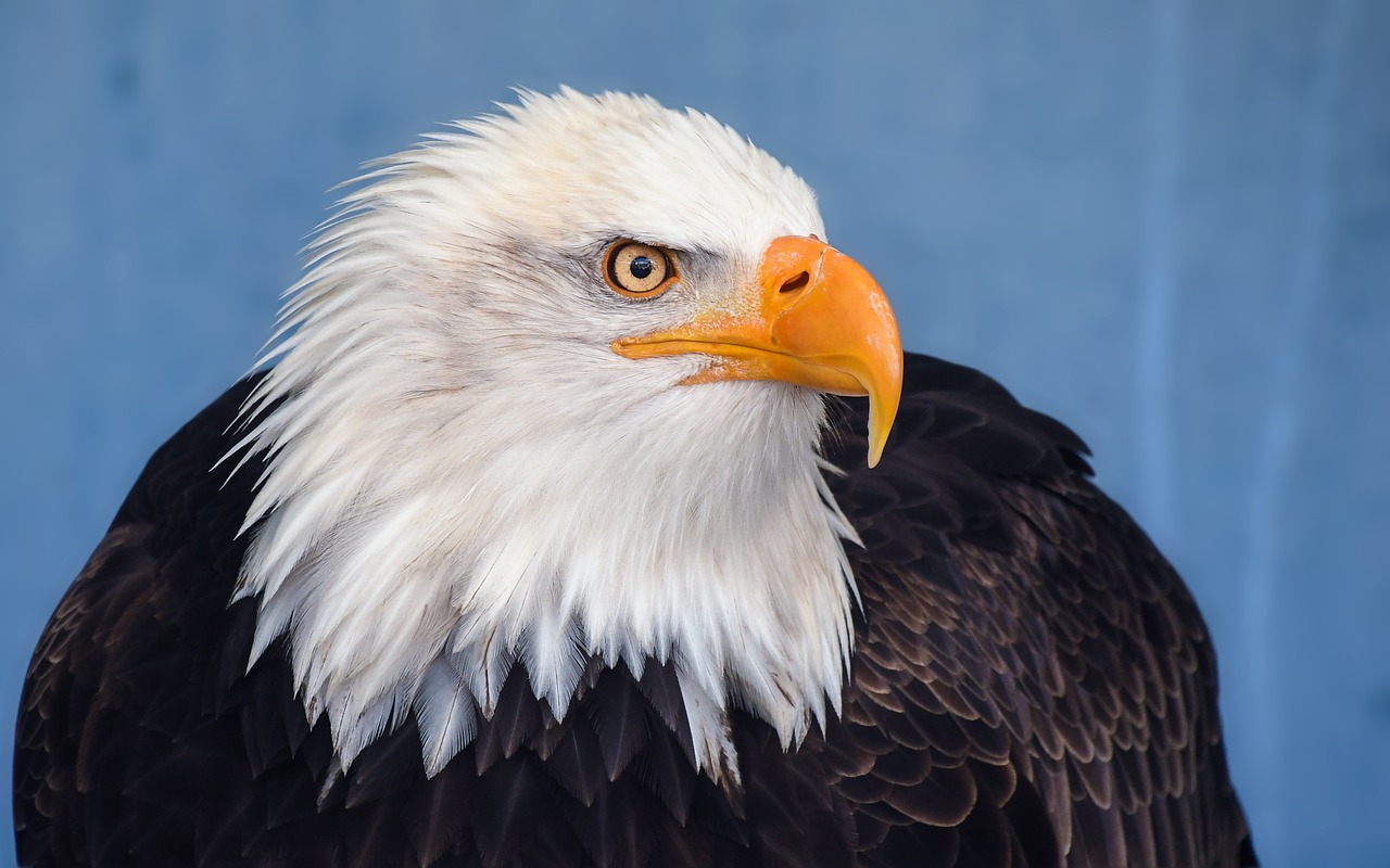 bald eagle eagle raptor free photo