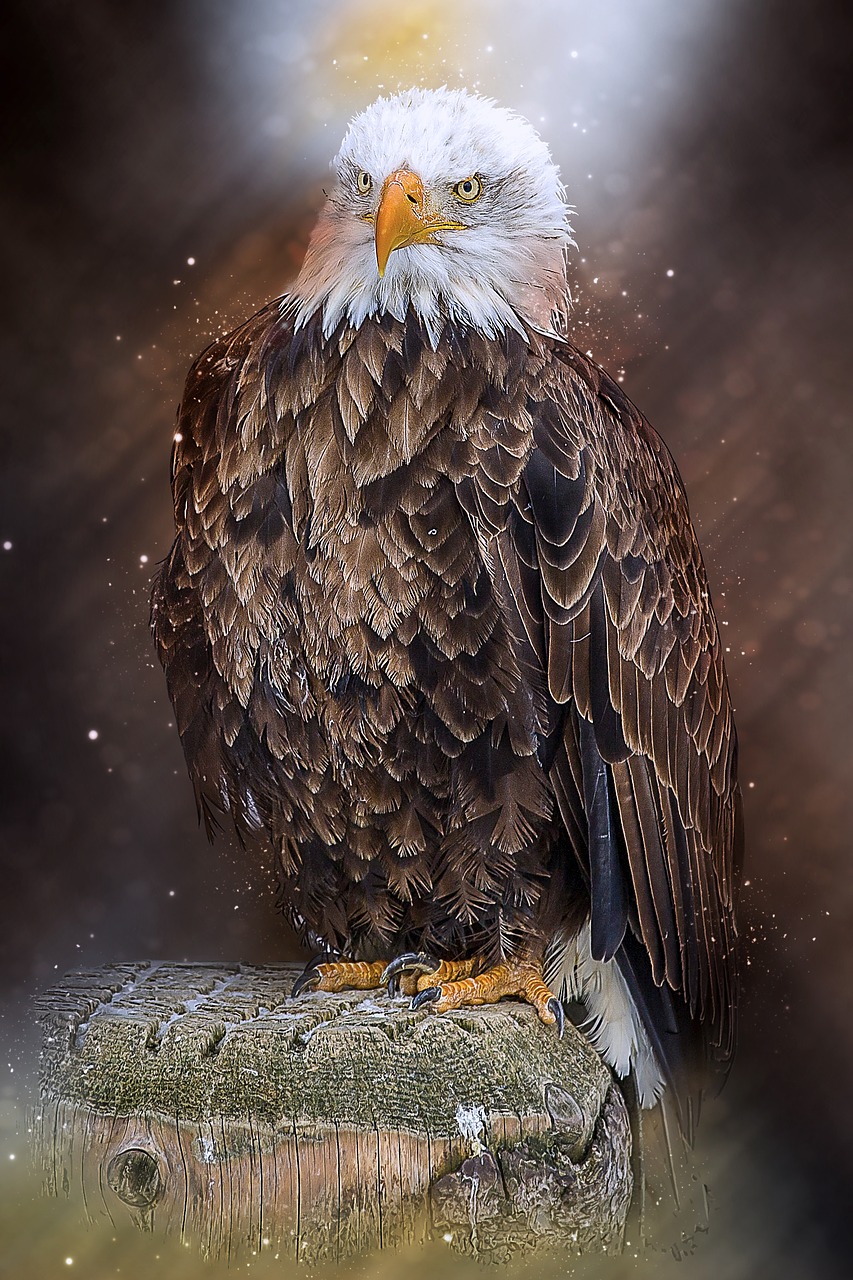 bald eagle bird of prey raptor free photo