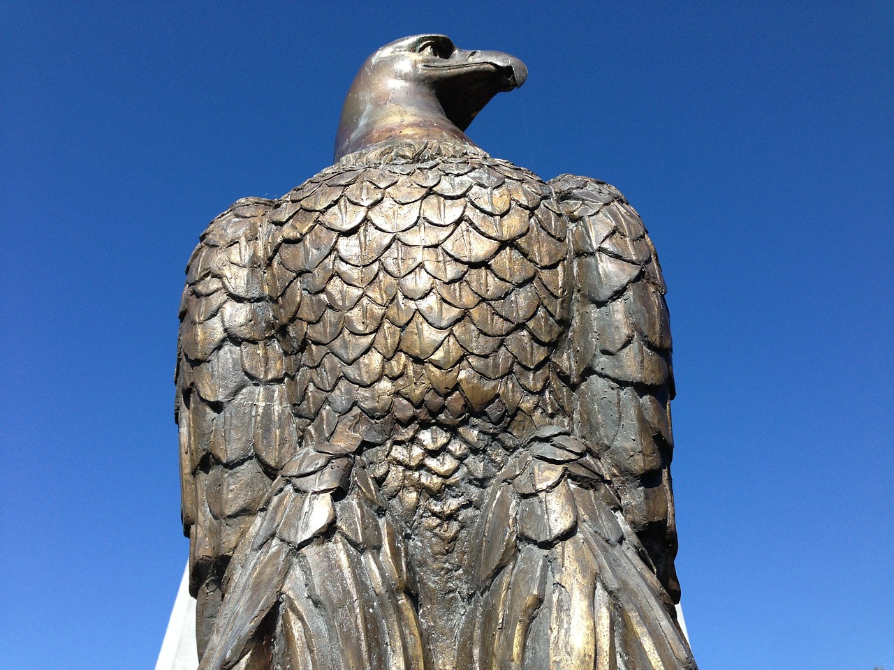 bald eagle eagle bronze free photo