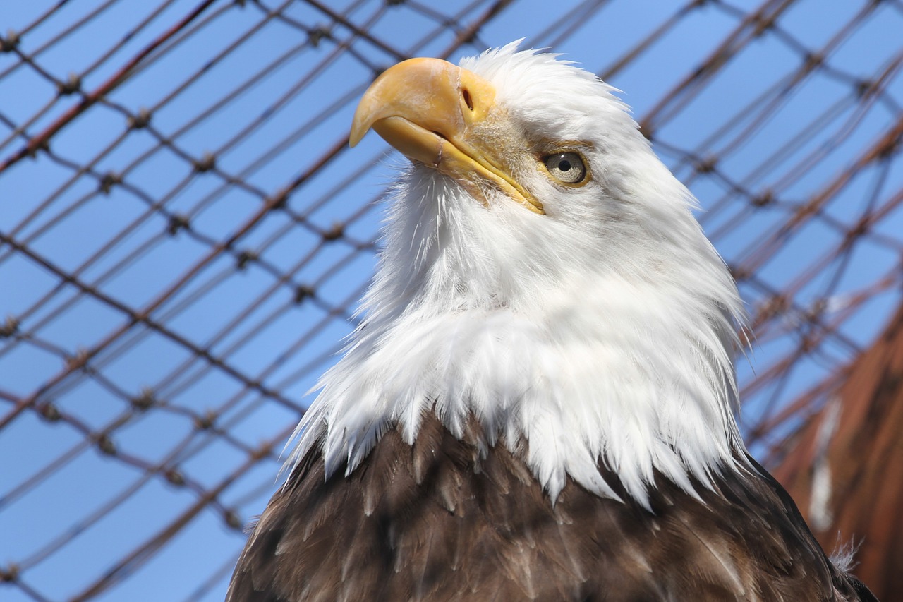 bald eagle eagle raptor free photo