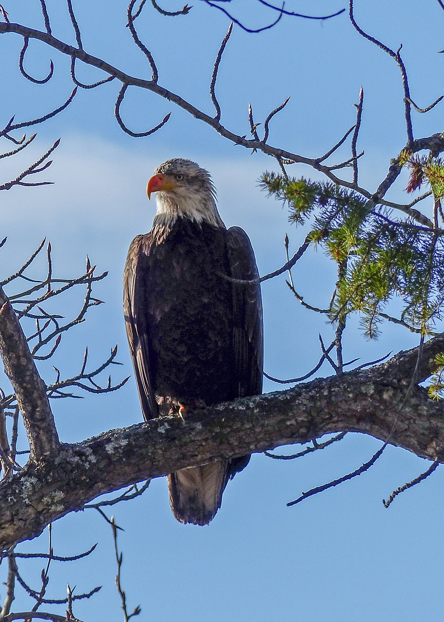 bald eagle big bird raptor free photo