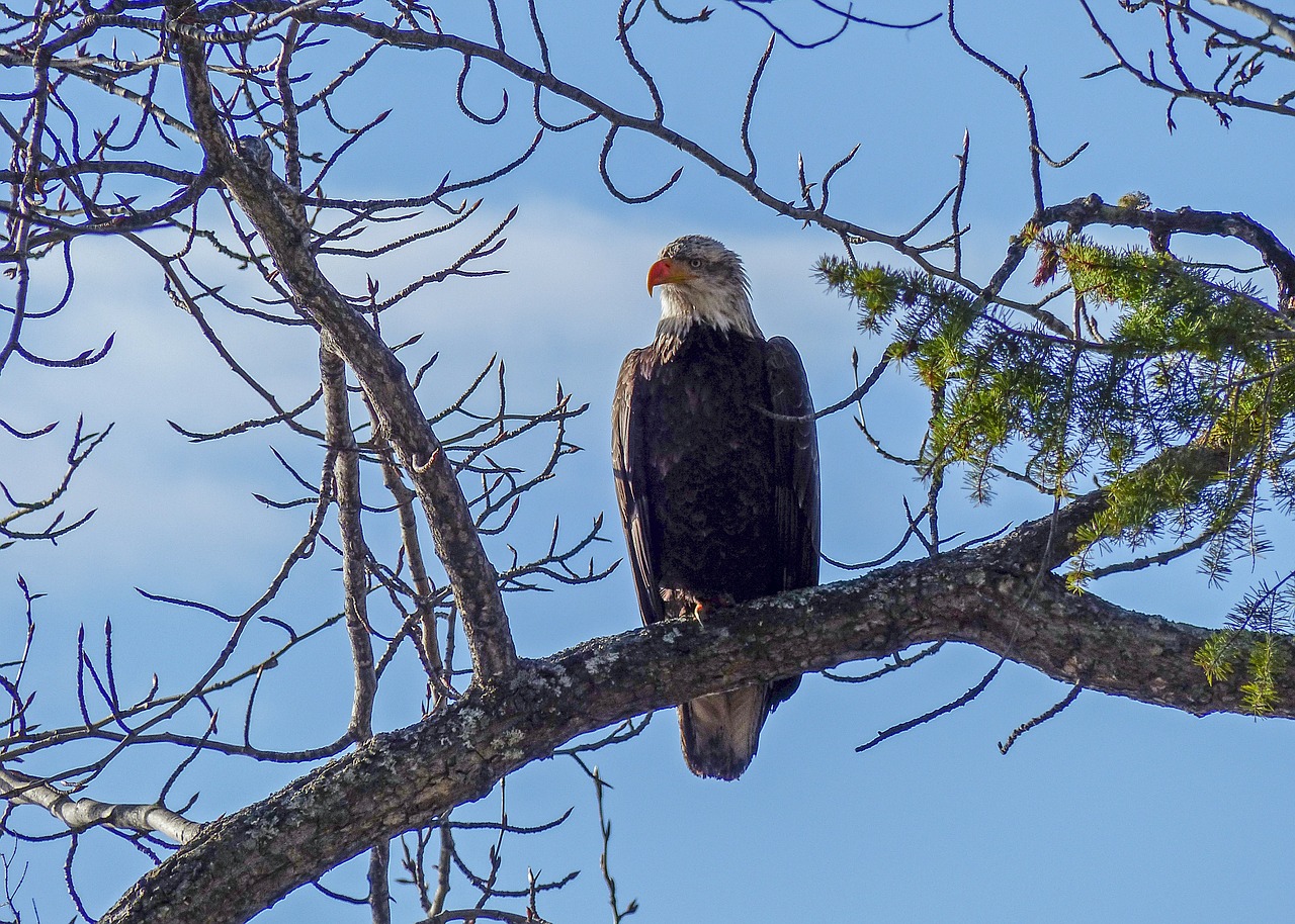 bald eagle big bird raptor free photo