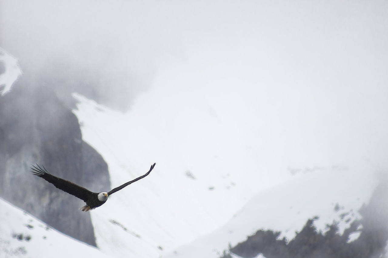 bald eagle  mountains  nature free photo