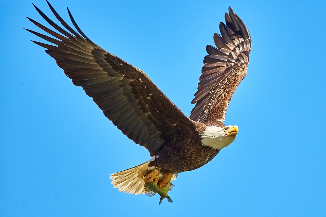 bald eagle  bird in flight  bif free photo