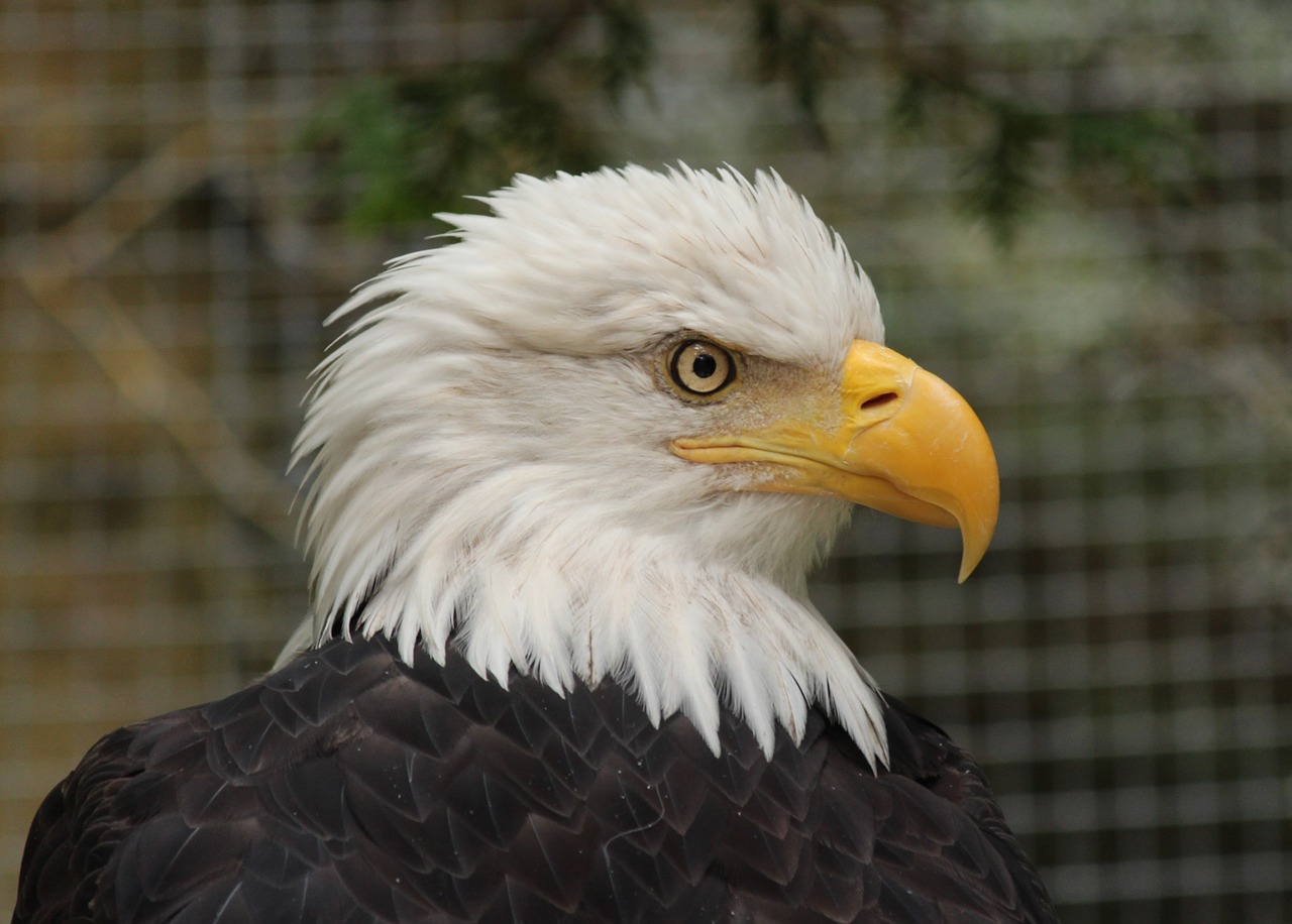 bald eagle  bird  animal free photo