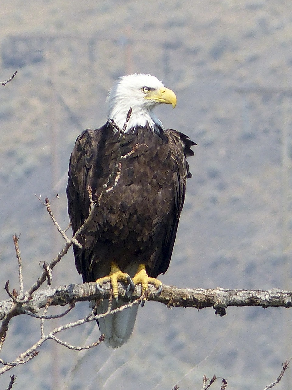 bald eagle  bird  wildlife free photo