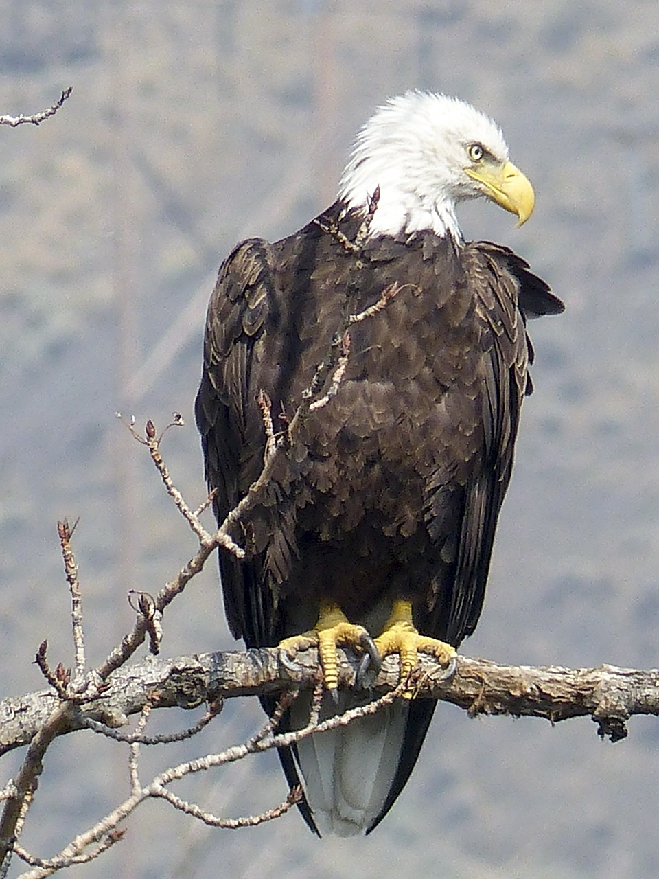 bald eagle  bird  wildlife free photo