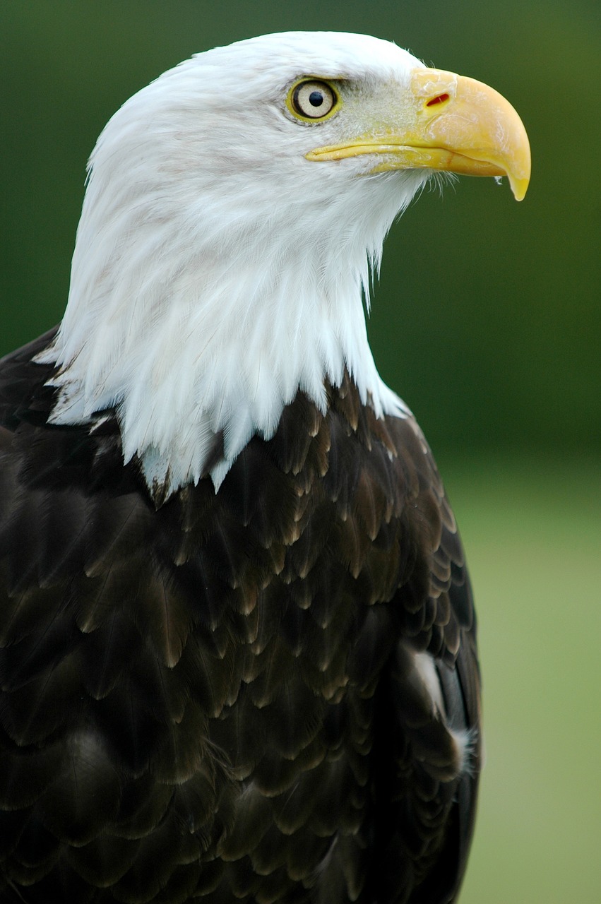 bald eagle  eagle  bald free photo