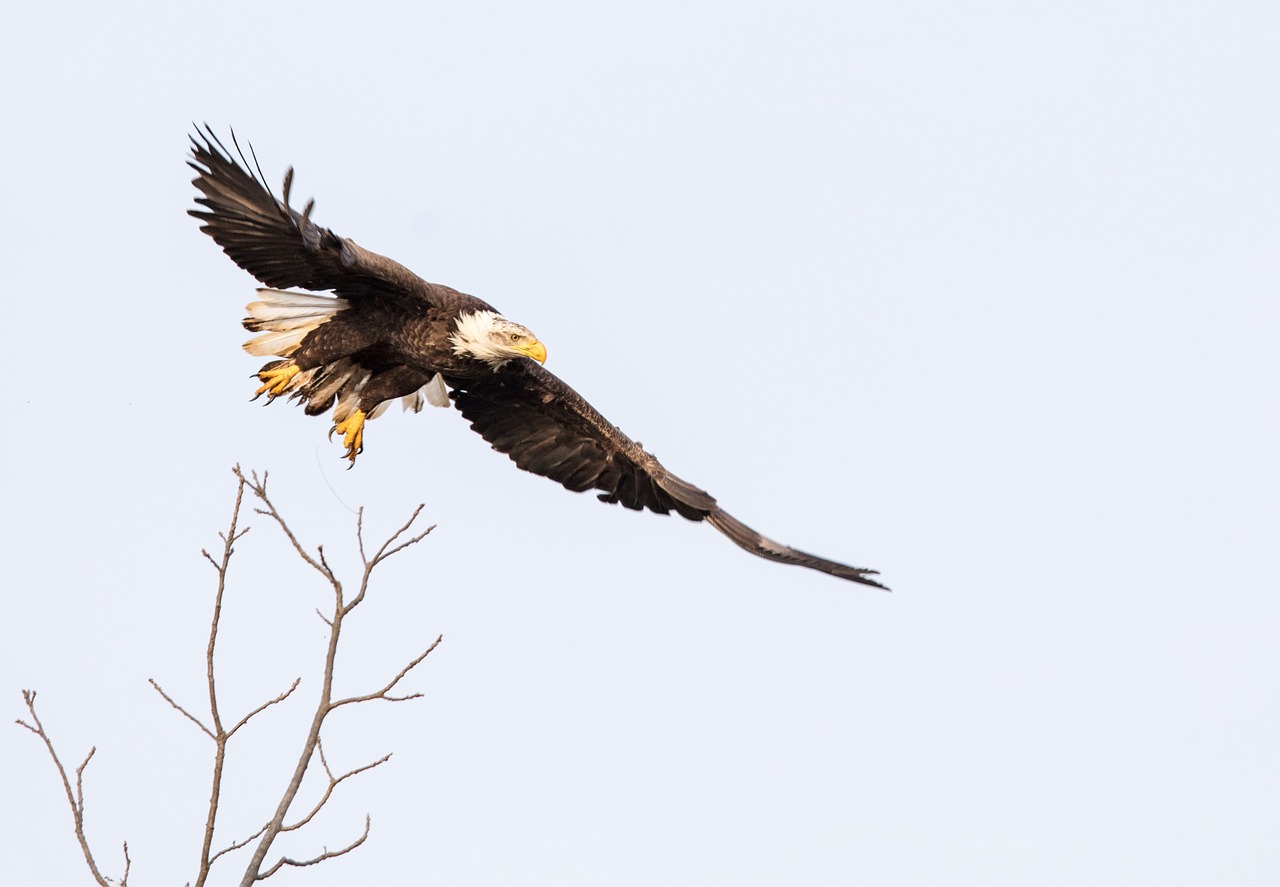 bald eagle  flying  sky free photo