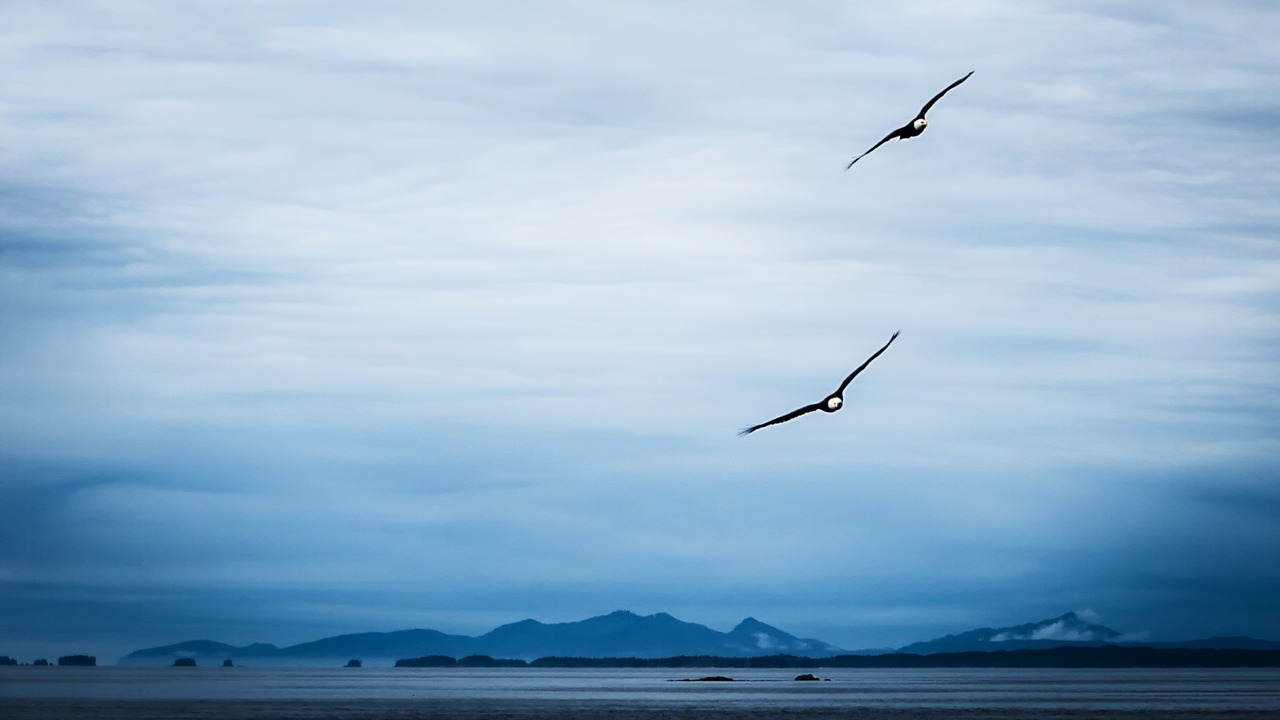 bald eagle  approach  alaska free photo