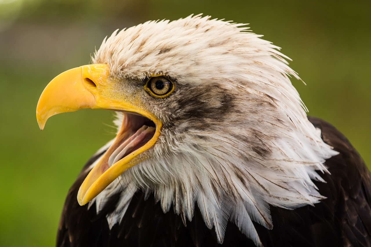 bald eagle  bill  bird of prey free photo