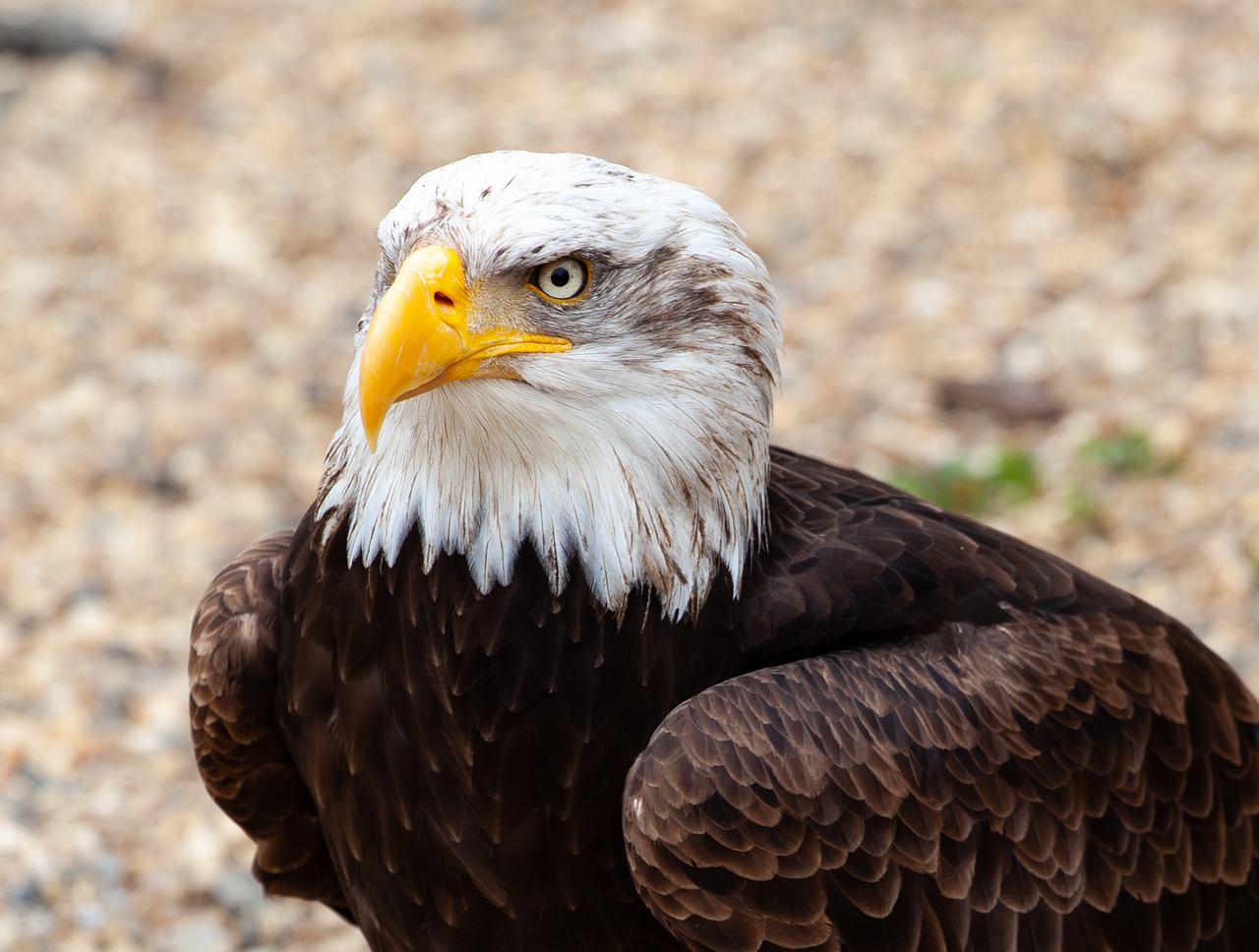 bald eagle  raptor  feathers free photo