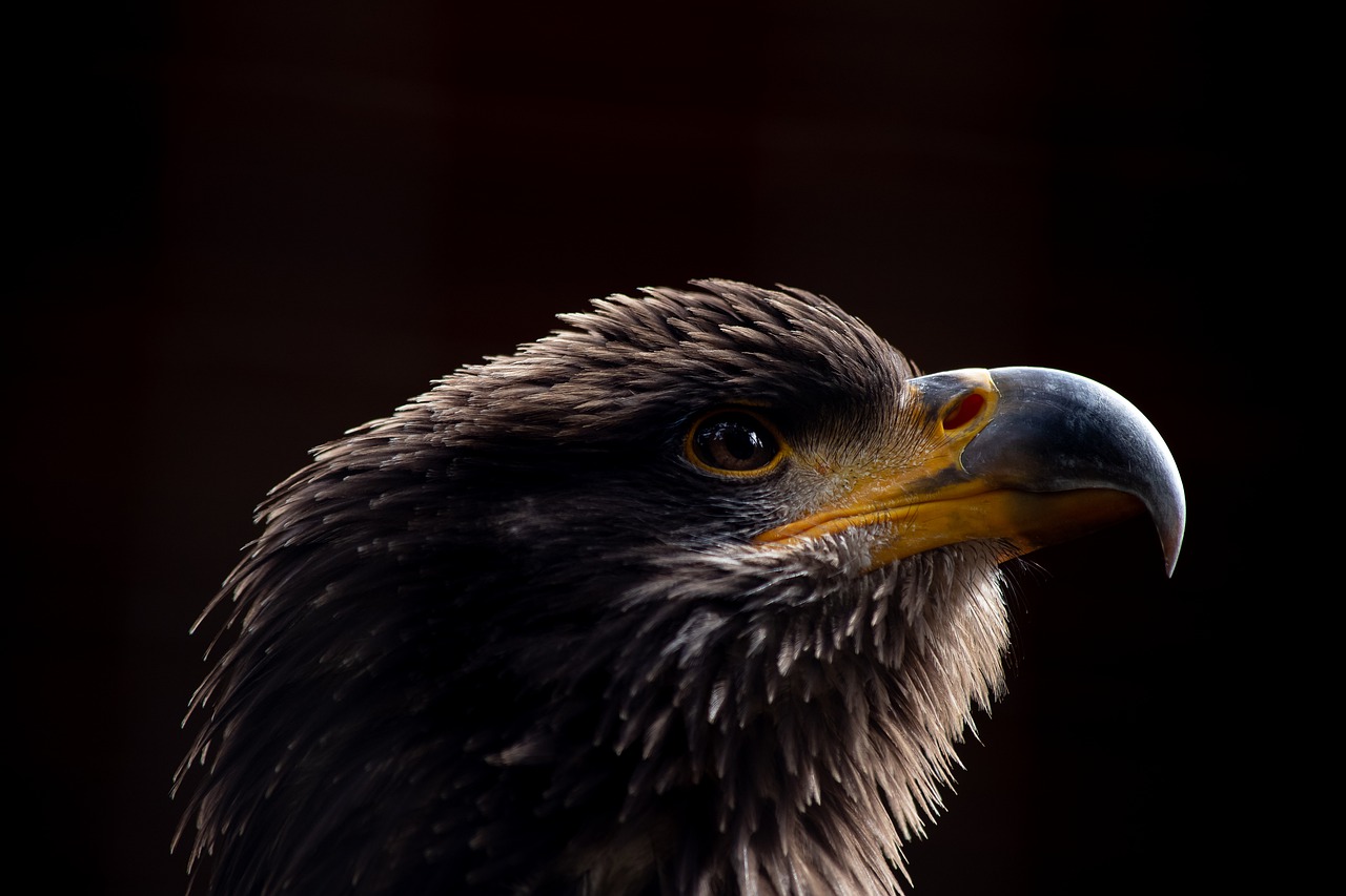 bald eagle  bird  animal free photo