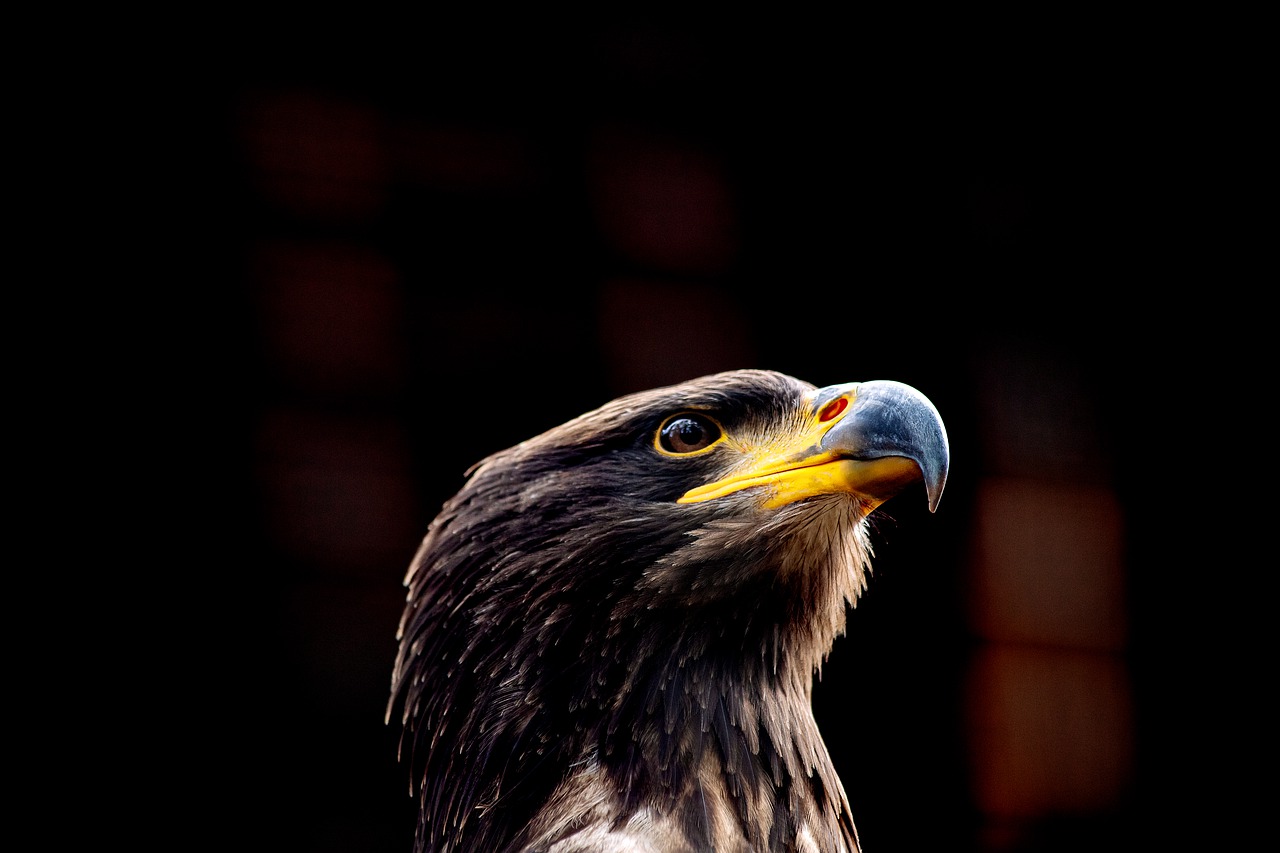 bald eagle  bird  animal free photo