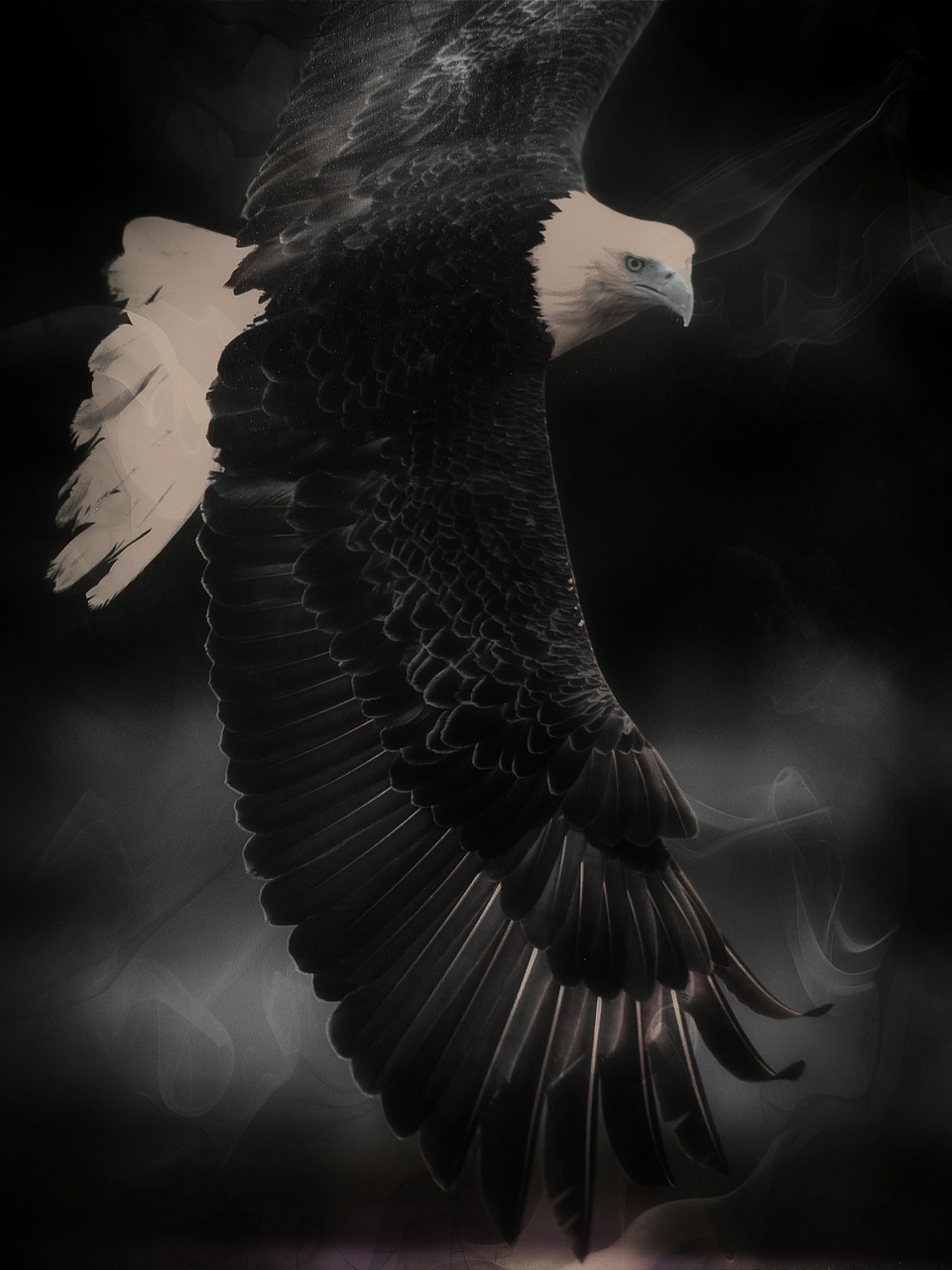 bald eagle king of the air bird free photo