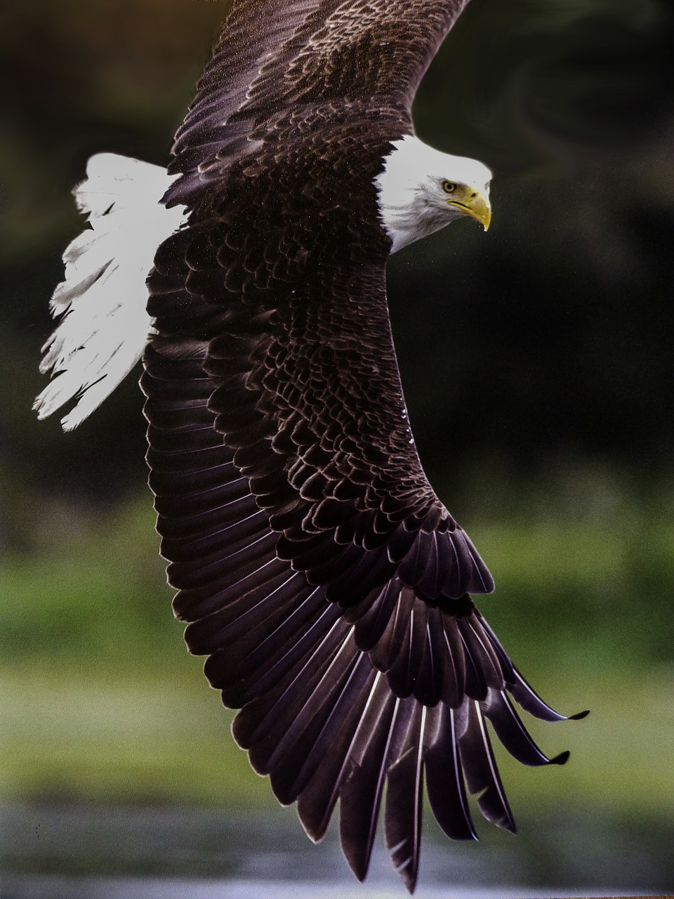 bald eagle king of the air bird free photo