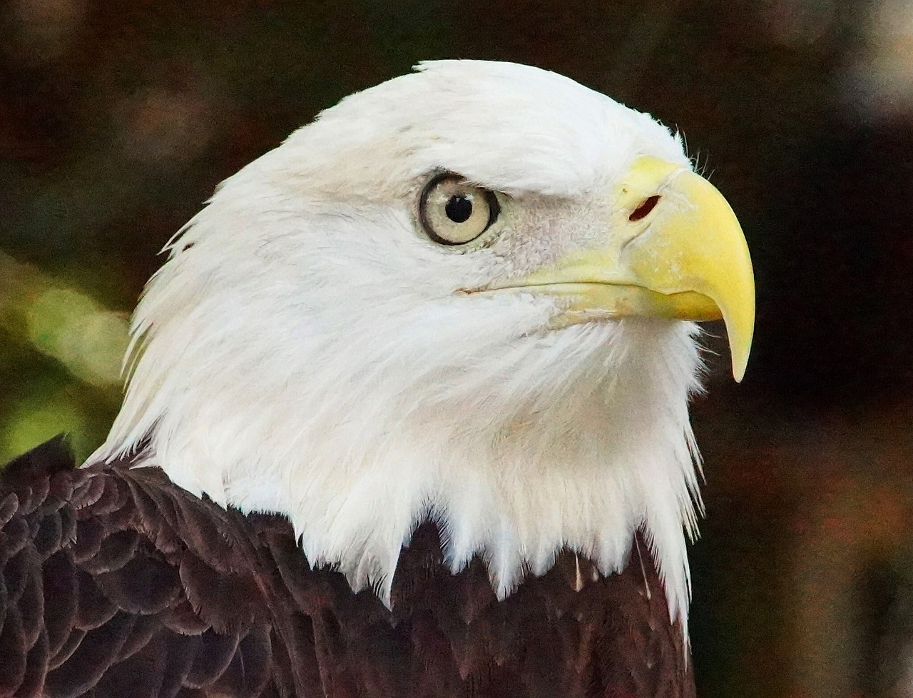 bald eagle eagle nature free photo