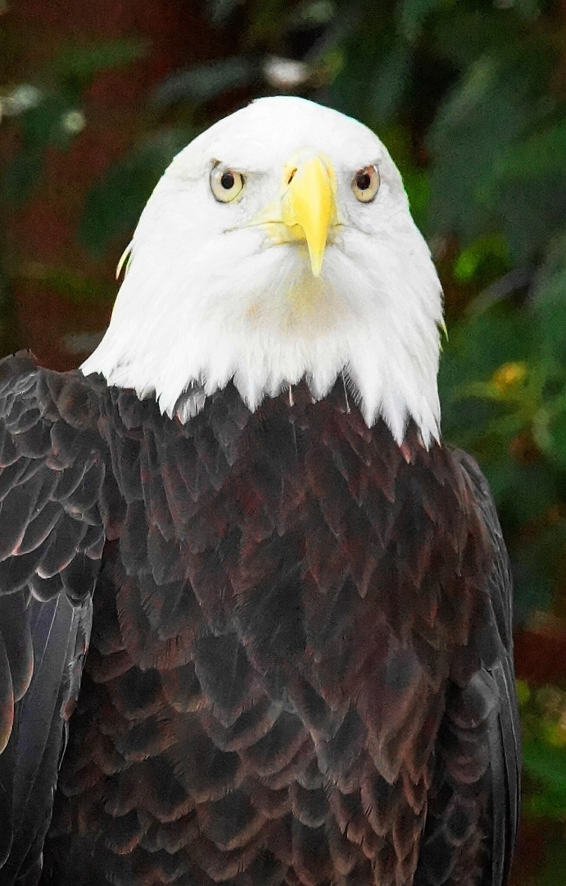 bald eagle bird eagle free photo