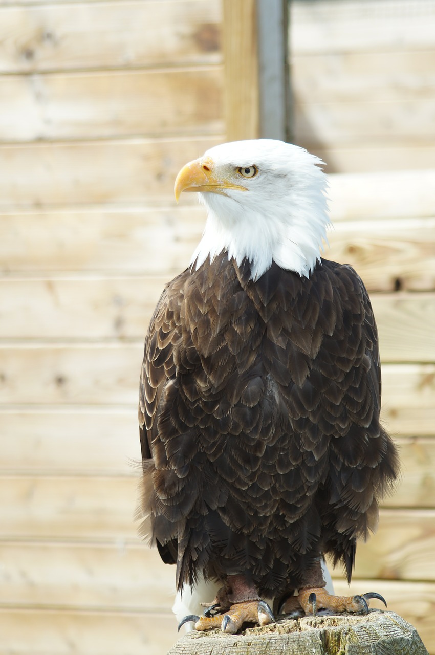 bald eagle adler bird free photo