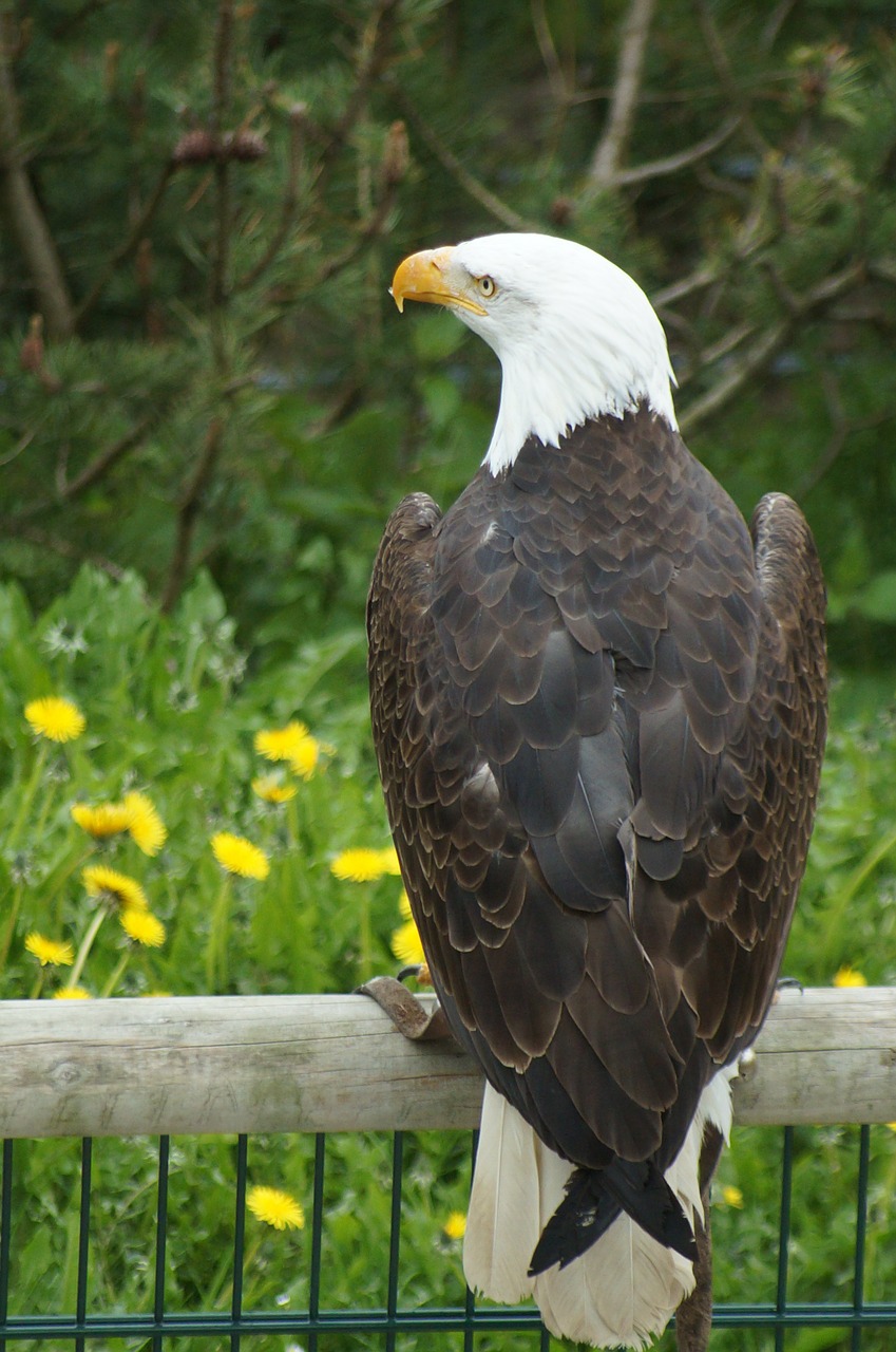 bald eagle adler bird of prey free photo