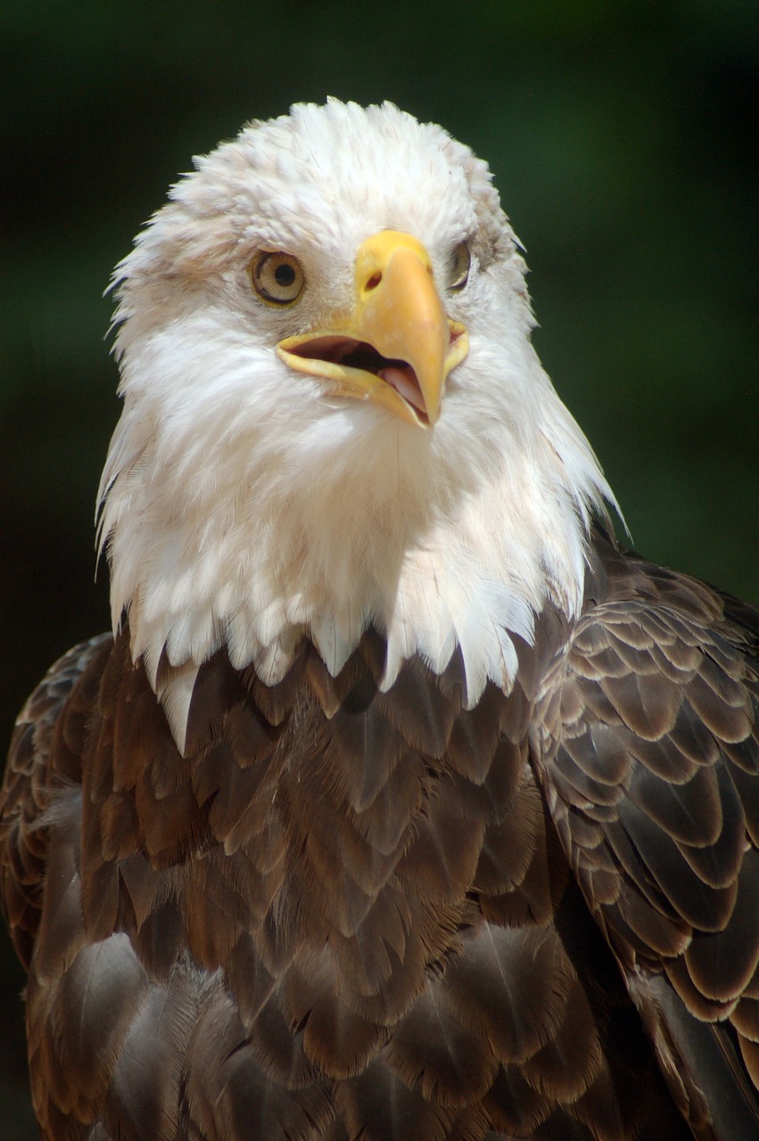 bald eagle eagle bird free photo