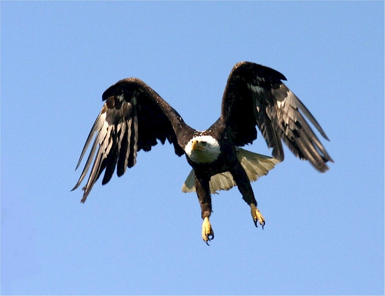 bald eagle flight nature free photo