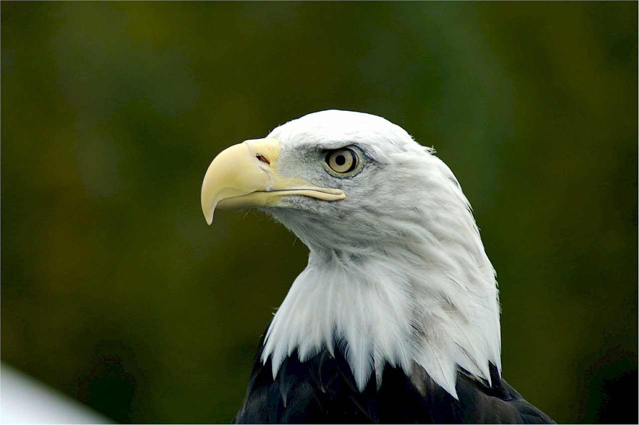 bald eagle eagle bald free photo