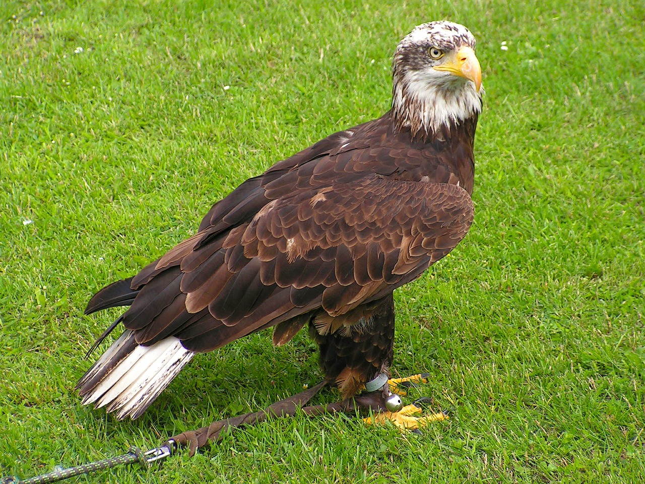 bald eagle body mláďě free photo