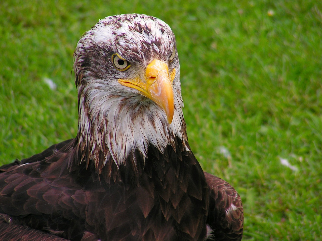 bald eagle head cub free photo