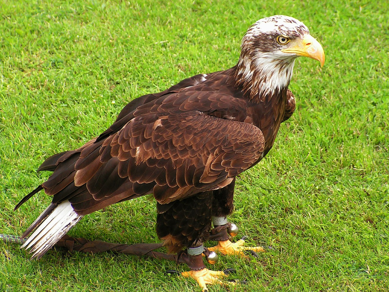 bald eagle cub bird free photo