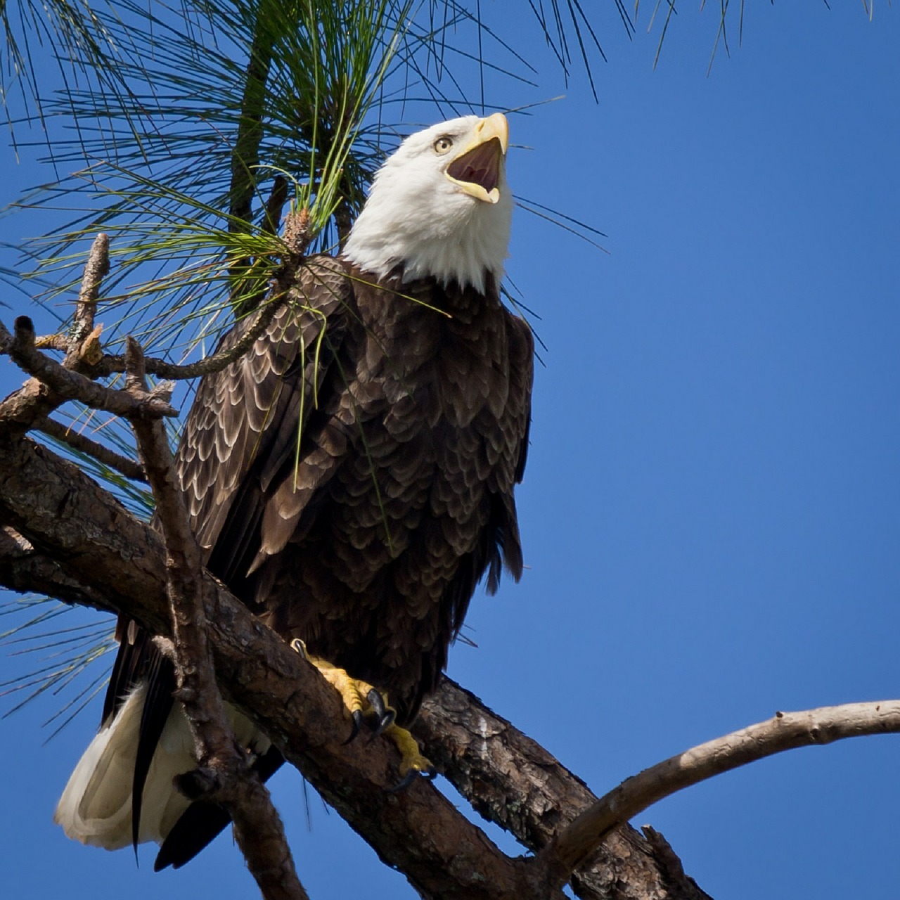 bald eagle raptor bird free photo