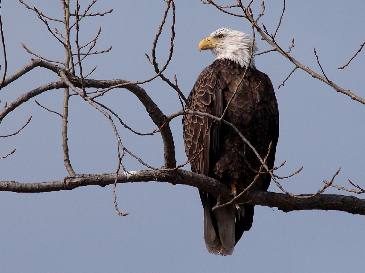 bald eagle bird adult free photo