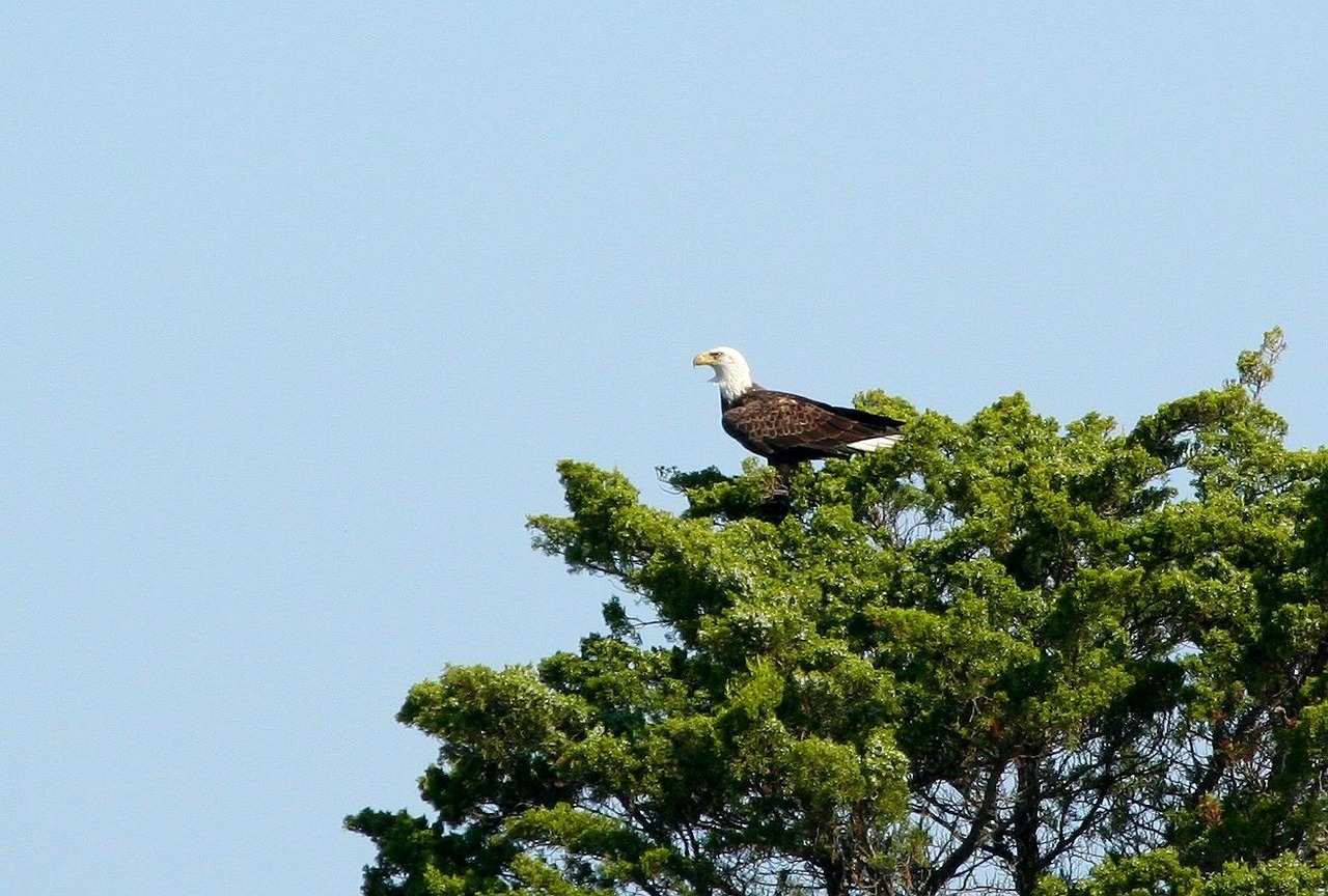 bald eagle bird of prey perch free photo