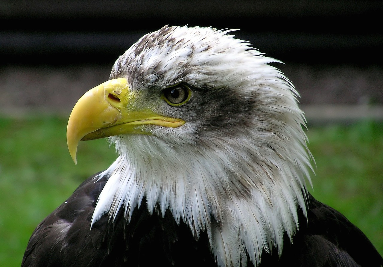 bald eagle adler raptor free photo