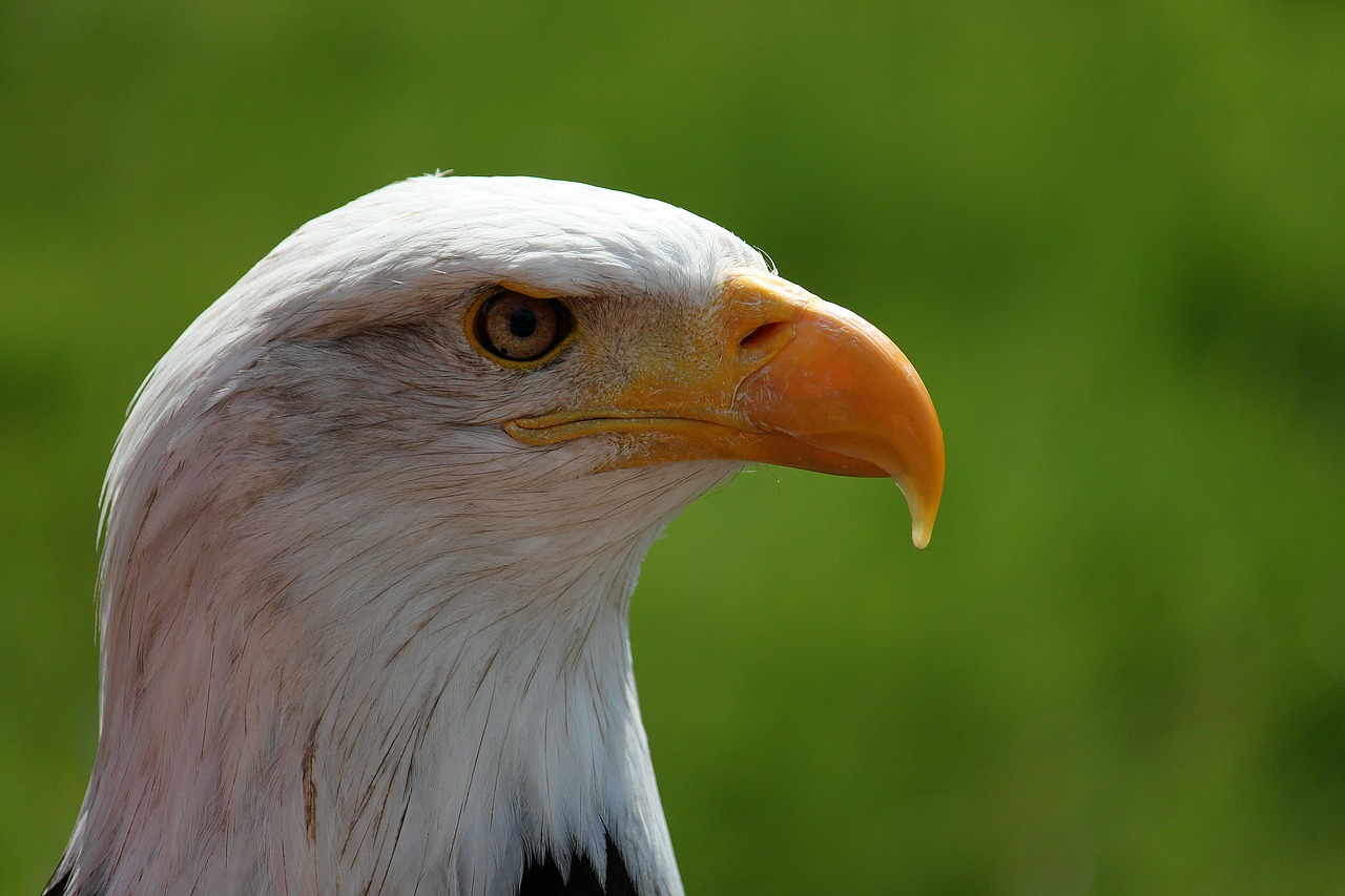 bald eagle portrait white tailed eagle free photo