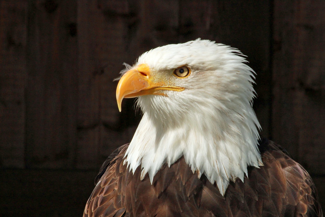 bald eagle portrait raptor free photo