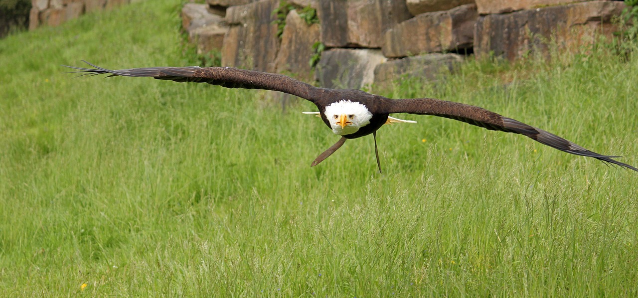 bald eagle falconry bird of prey free photo